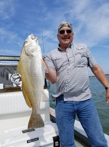 Corpus Christi's Beautiful Golden Drum